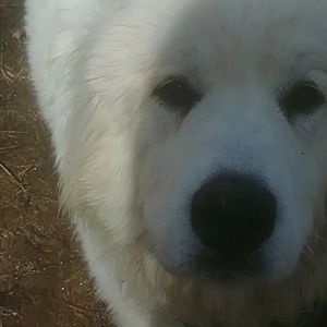 Meet your Posher, Kay